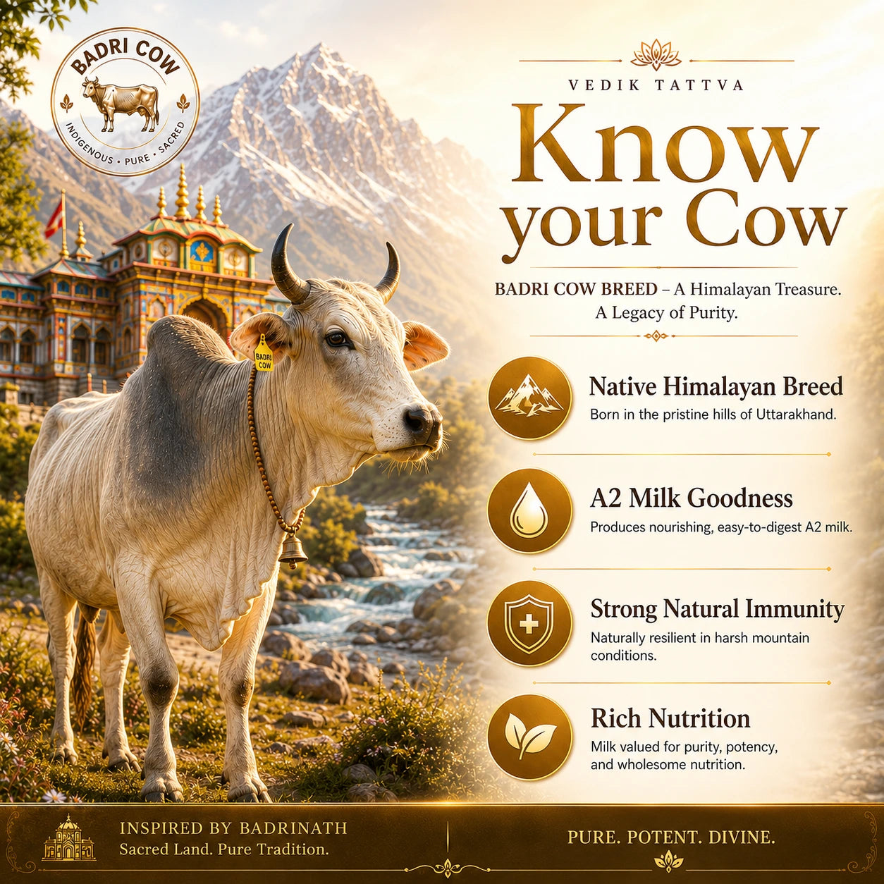 Badri Cow Ghee